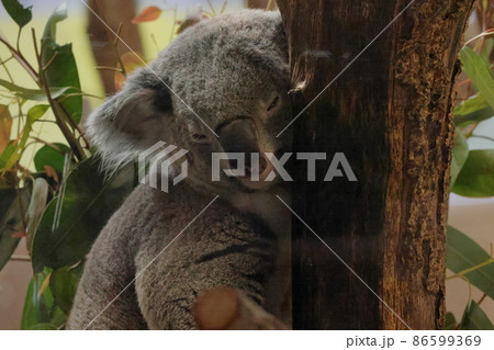 コアラ 86599369