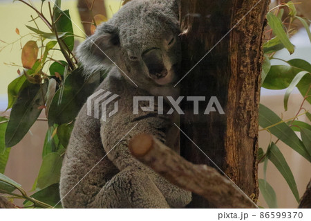 コアラ 86599370