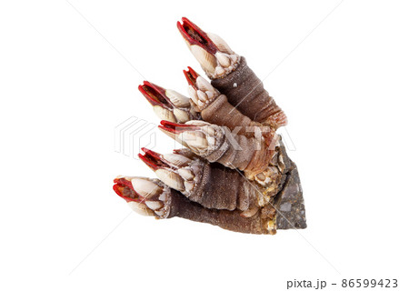 Percebes or goose neck barnacle seafood bunch isolated on white 86599423