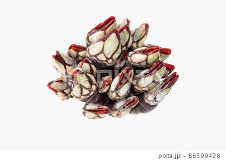 Goose neck barnacle seafood bunch isolated on white 86599428
