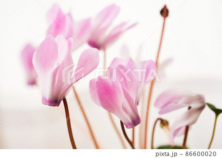 写真、花　ミニシクラメンにほ芳香がある　原種のシクラメンには芳香があるのです 86600020