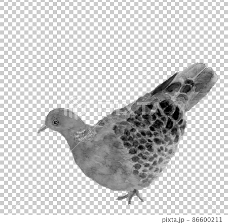 一羽の鳩 キジバト モノトーン【水墨画風水彩画】素材 白バック 透過背景 86600211