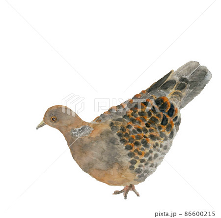 一羽の鳩 キジバト【手描き水彩画】素材 白バック 透過背景 86600215