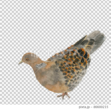 一羽の鳩 キジバト【手描き水彩画】素材 白バック 透過背景 86600215
