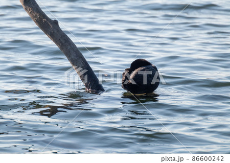 Eurasian coot bird cleaning feathers in water 86600242
