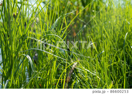 Green grass blades on wild lake blurred background 86600253
