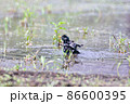 水浴びムクドリ 86600395