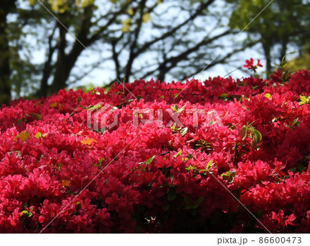 うねる花の海 うねる花の海 86600473