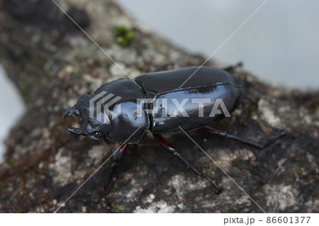 クワガタムシ(アローコクワガタ Dorcus arrowi) クワガタムシ(アローコクワガタ Dorcus arrowi) 86601377