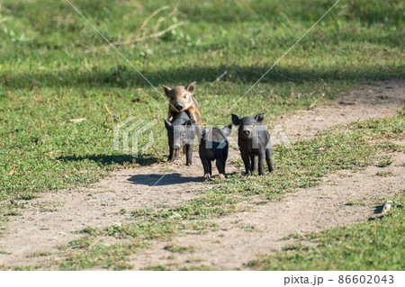Little cute baby pigs playing on dirt rural road Little cute baby pigs playing on dirt rural road 86602043
