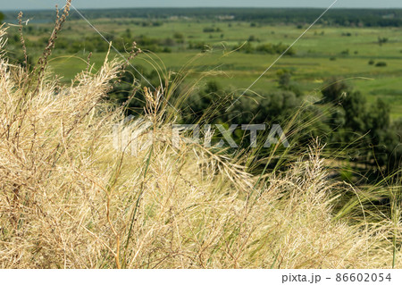 Yellow dry grass close on cliff with green valley Yellow dry grass close on cliff with green valley 86602054