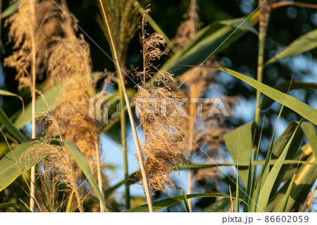 Reeds fluffy yellow and green grass close-up 86602059