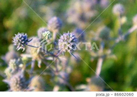 Amethyst Eryngos wild flower purple, green blur 86602060