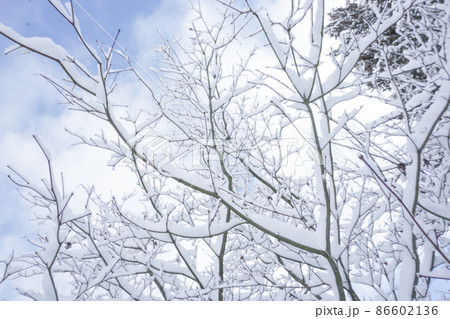 雪と青空 パウダースノーカナダ 雪と青空 パウダースノーカナダ 86602136