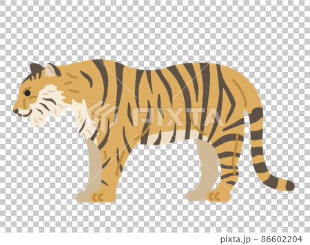 從側面看到的老虎的插圖 從側面看到的老虎的插圖 86602204
