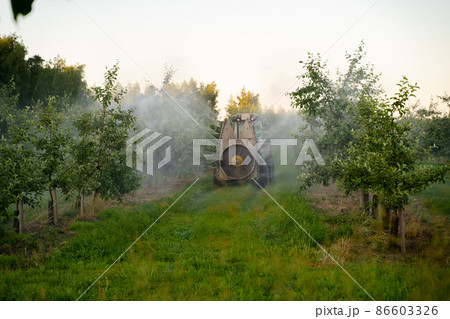 A red tractor sprays pesticides in an Apple orchard. Spraying an apple tree with a tractor 86603326