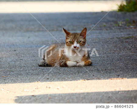 ねこ 86604525