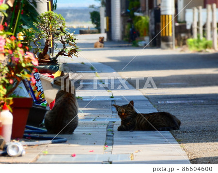 ねこ 86604600