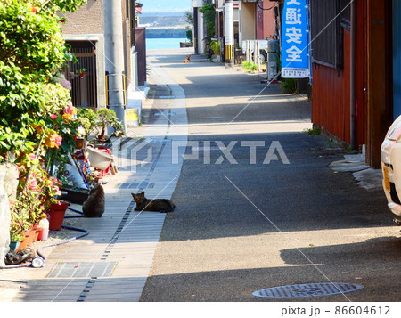 ねこ ねこ 86604612