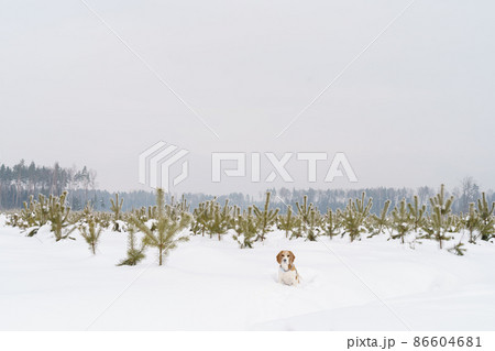 Cute beagle dog walking on winter field with snow and small young fir trees Cute beagle dog walking on winter field with snow and small young fir trees 86604681