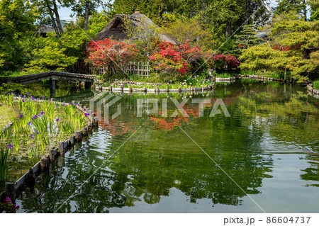 梅宮大社、キリシマツツジと花菖蒲が咲く池の茶席「芦のまろ屋」 梅宮大社、キリシマツツジと花菖蒲が咲く池の茶席「芦のまろ屋」 86604737