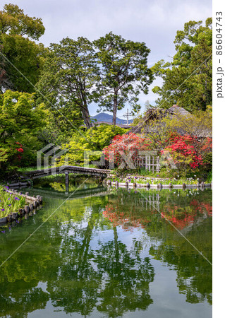 梅宮大社、キリシマツツジと花菖蒲が咲く池の茶席「芦のまろ屋」と借景に愛宕山 梅宮大社、キリシマツツジと花菖蒲が咲く池の茶席「芦のまろ屋」と借景に愛宕山 86604743