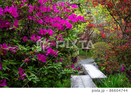 梅宮大社東神苑、小さな石橋とツツジのトンネル 86604744