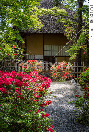 梅宮大社、キリシマツツジが満開の茶席「芦のまろ屋」の佇まい 86604751