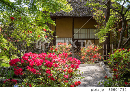 梅宮大社、キリシマツツジが満開の茶席「芦のまろ屋」の佇まい 梅宮大社、キリシマツツジが満開の茶席「芦のまろ屋」の佇まい 86604752