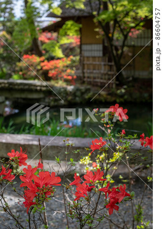 梅宮大社、キリシマツツジが満開の茶席「芦のまろ屋」の佇まい 86604757