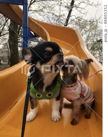 花見 花見 86605352