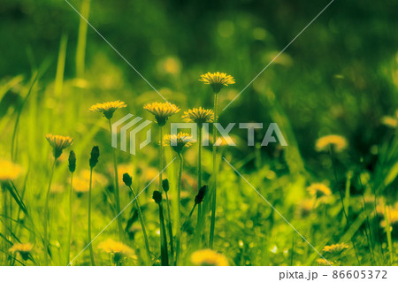春イメージ タンポポの群生 春イメージ タンポポの群生 86605372