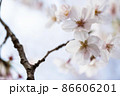 美しく開花した満開の桜 86606201