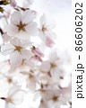 見事に咲き誇る桜 86606202