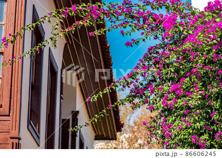 purple blooming bougainvillea against the backdrop of a village house 86606245