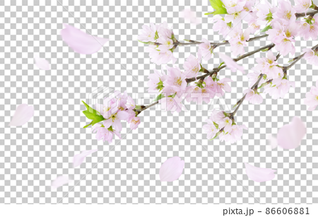 桜 さくら 花 イラスト リアル セット 86606881