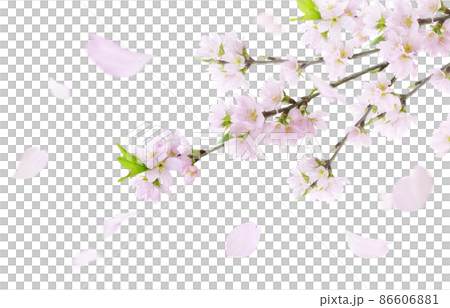 Sakura Sakura Flower Illustration Real Set 86606881