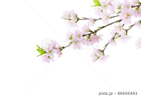 桜 さくら 花 イラスト リアル セットのイラスト素材
