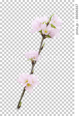 Sakura Sakura Flower Illustration Real 86606887