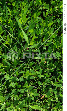 green foliage background. landscape design green foliage background. landscape design 86607221