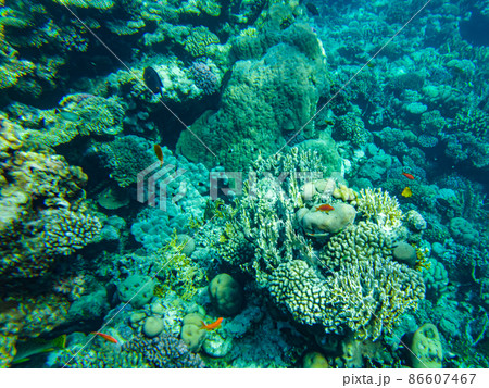 underwater beach of the red sea. underwater life in clear water corals fish plankton 86607467