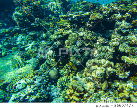 underwater beach of the red sea. underwater life in clear water corals fish plankton 86607477