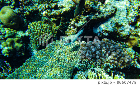 Masked puffer (Arothron diadematus) in the red sea hides to a coral reef 86607478