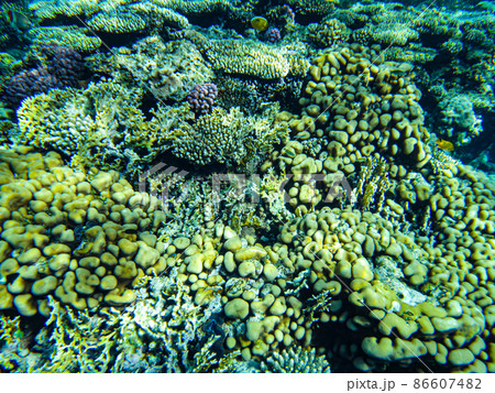 underwater beach of the red sea. underwater life in clear water corals fish plankton underwater beach of the red sea. underwater life in clear water corals fish plankton 86607482