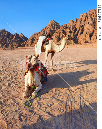 camels in the mountains near sharm el sheikh in egypt sinai camels in the mountains near sharm el sheikh in egypt sinai 86607517