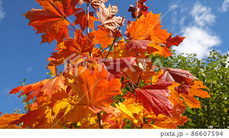 red maple leaves on a blue sky background red maple leaves on a blue sky background 86607594
