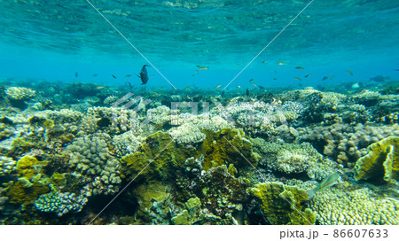 colorful corals and fish in the red sea sharm el sheikh colorful corals and fish in the red sea sharm el sheikh 86607633
