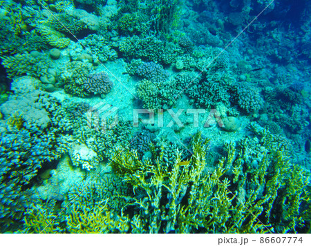 colorful corals and fish in the red sea sharm el sheikh colorful corals and fish in the red sea sharm el sheikh 86607774