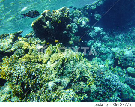 colorful corals and fish in the red sea sharm el sheikh colorful corals and fish in the red sea sharm el sheikh 86607775