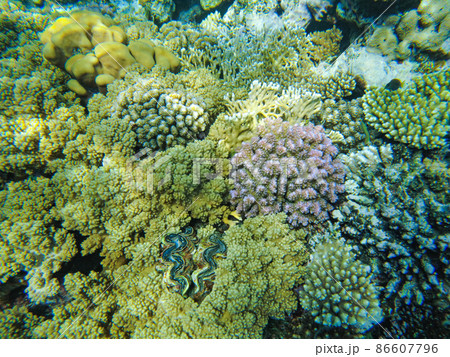 colorful corals and fish in the red sea sharm el sheikh colorful corals and fish in the red sea sharm el sheikh 86607796